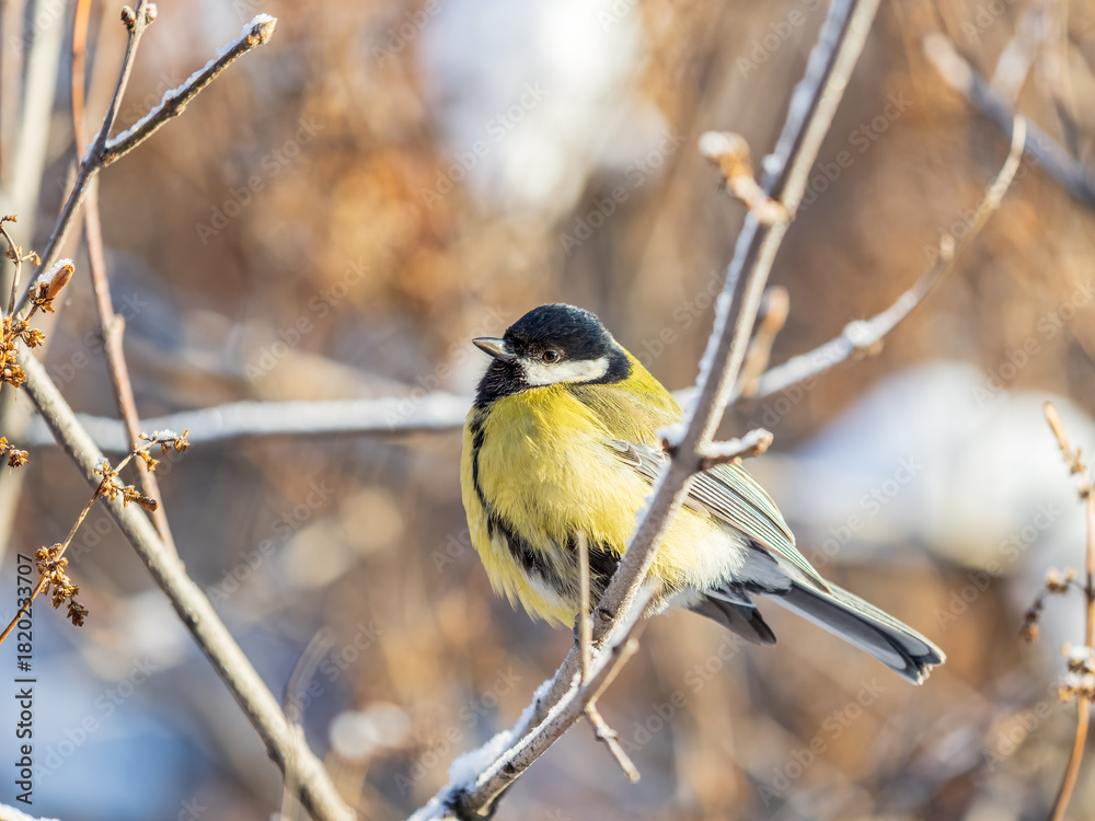 Obraz premium Cute bird Great tit, songbird sitting on the nice branch with beautiful autumn background