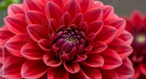 Close up of a vibrant red dahlia flower in full bloom showcasing intricate petal details.