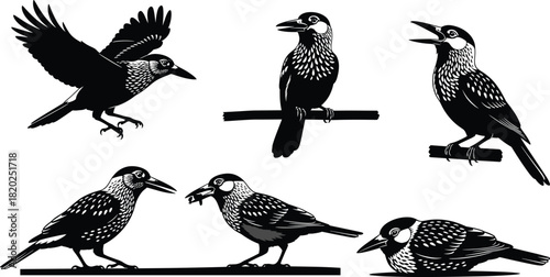 Set of Spotted Nutcracker bird silhouettes featuring flying, perched and feeding poses, black and white vector illustration for nature and wildlife design.
