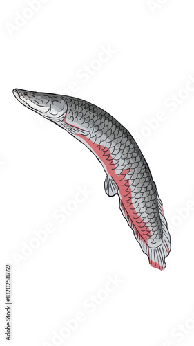 Illustration of an arapaima, a giant Amazonian freshwater fish with elongated body, large scales, and subtle red markings near the tail