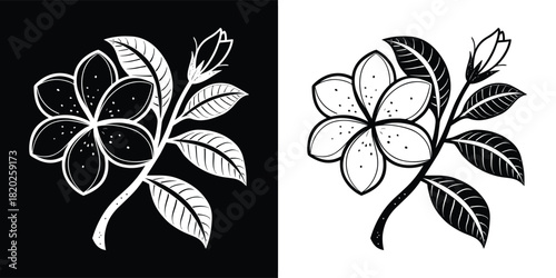 A delicate drawing of a flowering branch with multiple blossoms and leaves, shown in both positive and negative formats