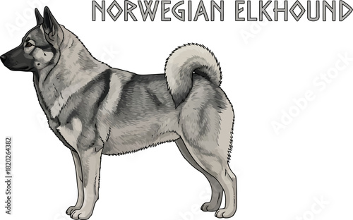 Norwegian Elkhound Illustration