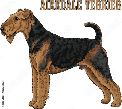 Airedale Terrier Dog Illustration
