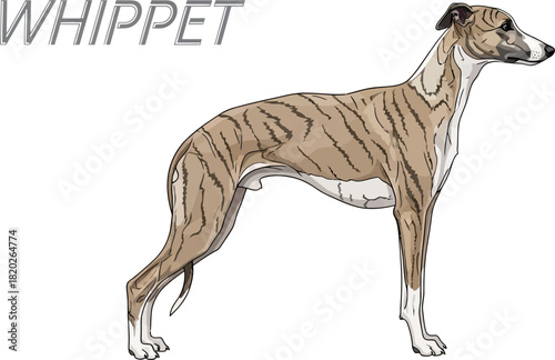 Stylized Illustration of a Whippet Dog Standing on White Background