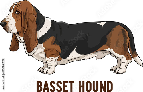 Cartoon Basset Hound Dog Breed Illustration Isolated