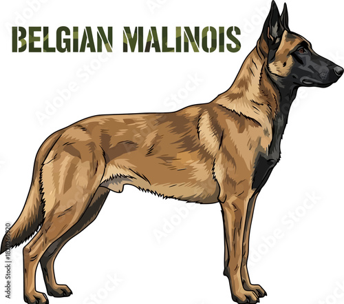 Belgian Malinois Dog Illustration Camouflage Text