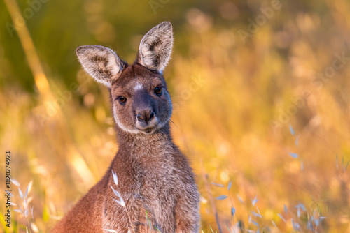 Western grey kangaroo (Macropus fuliginosus) at sunset, Perth Hills, Western Australia
