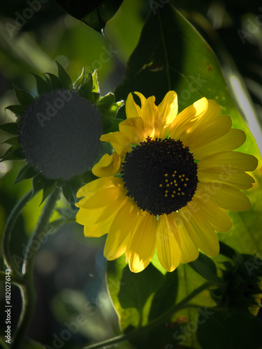 Sunflower in Natural Light