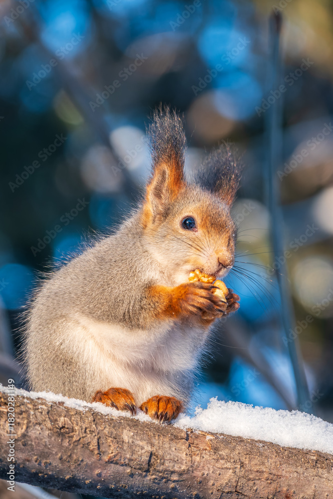 Fototapeta premium The squirrel with nut sits on tree in the winter or late autumn