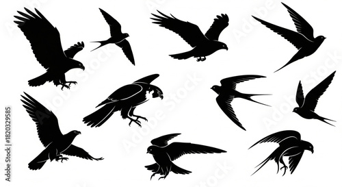 Silhouettes of birds in flight eagles, falcons, and swallows