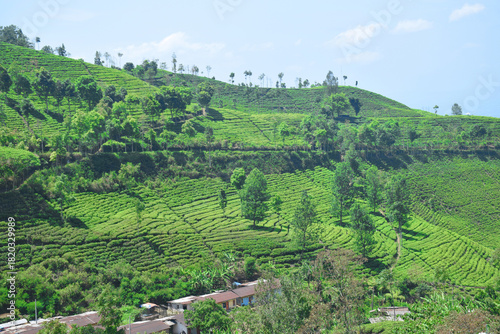 A vast expanse of tea plantations in the hills of the Sirah Kencong area of ​​Blitar, Indonesia