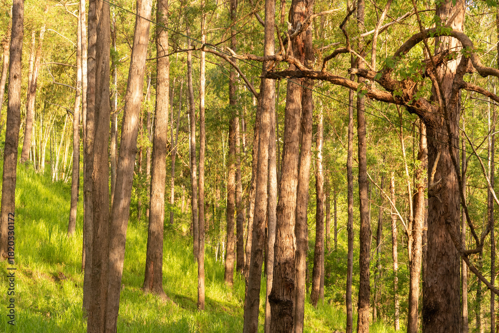 Fototapeta premium Bright, warm sunlight streaming through the straight, vertical trunks of a dense forest or tree plantation with lush green grass. 