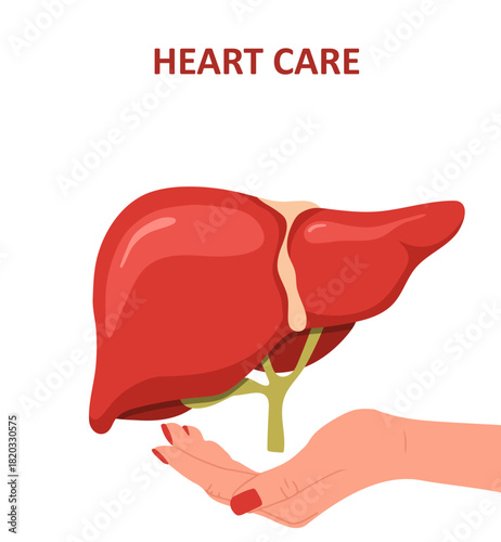 Liver donation. Human liver anatomy. Disease treatment with medical illustration. Healthcare concept. Vector design.