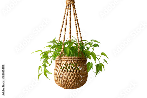 Green plant in a woven basket hanging isolated on transparent background