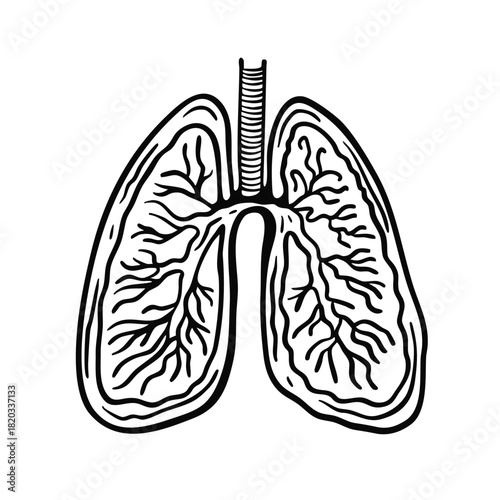 Detailed hand drawn human lungs illustration with anatomical structure and fine line shading