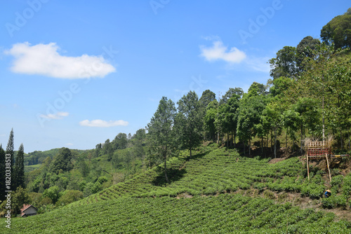 A vast expanse of tea plantations in the hills of the Sirah Kencong area of ​​Blitar, Indonesia