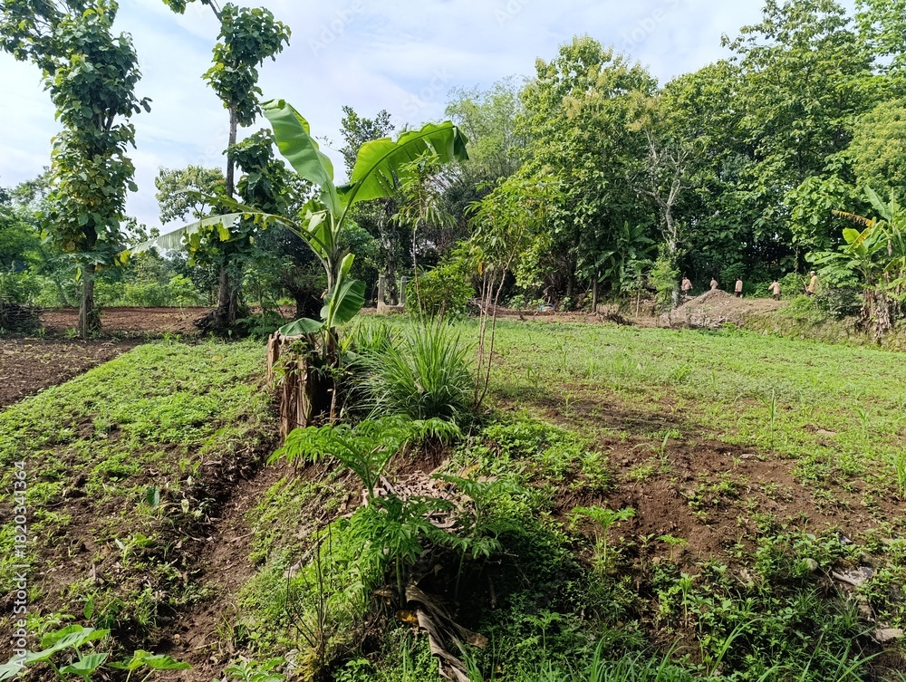 Obraz premium Rural farming land. edge of field with trees.Open green field with scattered trees and foliage.Tropical farm landscape. wide view of cultivated land.