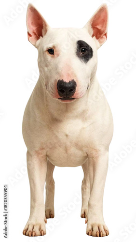 불 테리어 (Bull Terrier)