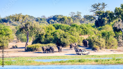 Canvas Print Elephant safari