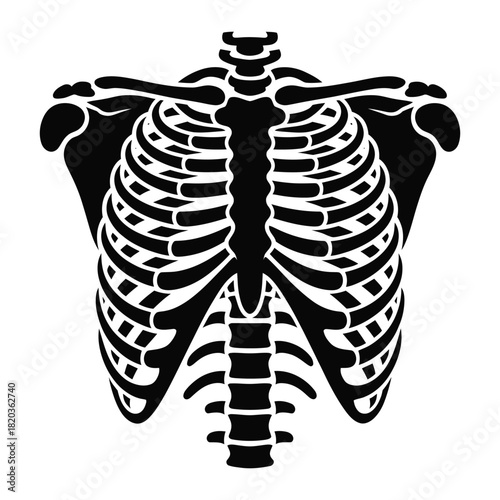 Human rib cage silhouette, a detailed anatomical illustration of the human thoracic skeleton, protecting vital organs