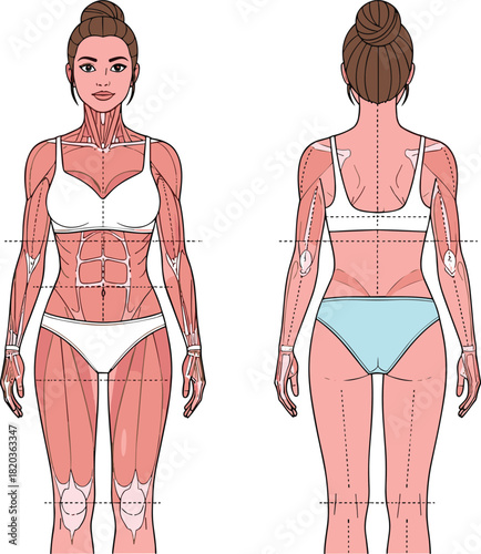 Female muscle anatomy front and back illustration, medical body diagram showing muscular system for fitness, health, education, training and wellness reference