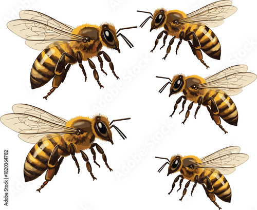 Realistic detailed honey bee illustration set showing multiple angles, perfect for nature graphics, insect studies, pollination themes, and educational designs