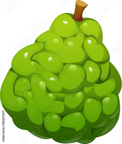 Cartoon tropical ripe raw whole bergamot fruit. Isolated vector citrus plant with rough, wrinkled peel, natural texture and vibrant green color. Aromatic fruit used in tea flavoring and perfumery