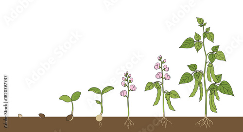 Clear illustration of a plant's complete life cycle, detailing stages from seed germination, seedling, and flowering to mature plant with pods.
