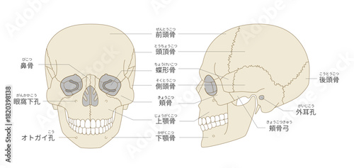正面と横から見た頭蓋骨の解剖学的な構造図（教育、医療用途向け 日本語解説）