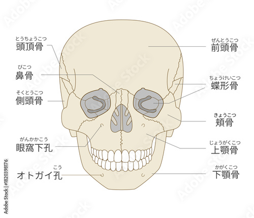 正面から見た頭蓋骨の解剖学的な構造図（教育、医療用途向け 日本語解説）