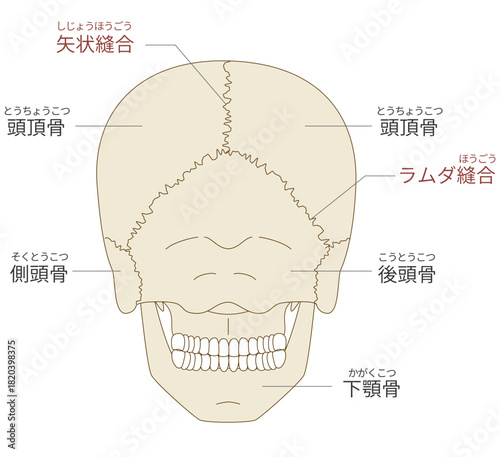 後ろから見た頭蓋骨の解剖学的な構造図（教育、医療用途向け 日本語解説）