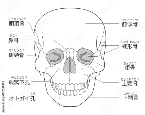 白黒印刷用　正面から見た頭蓋骨の解剖学的な構造図（日本語解説）