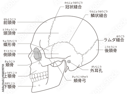 白黒印刷用　横から見た頭蓋骨の解剖学的な構造図（教育、医療用途向け 日本語解説）