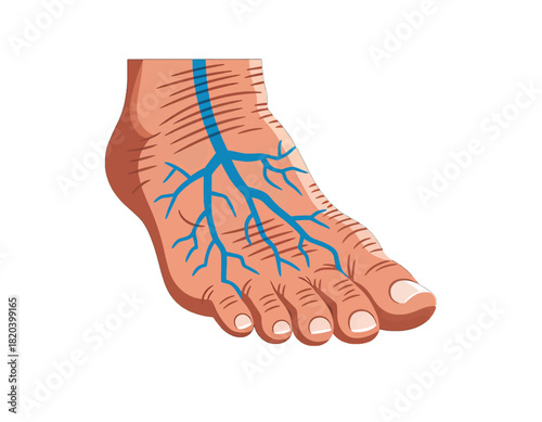 Foot Anatomy Illustration with Veins Highlighted