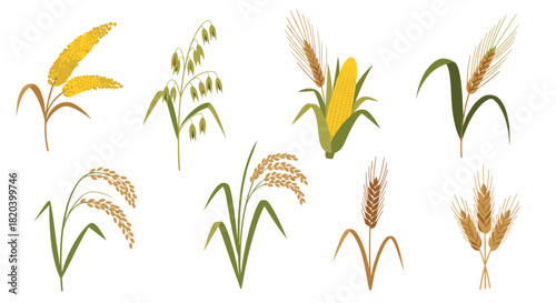 Collection of various cereal grains and crops including wheat, rice, corn, barley, oats, and millet isolated on white.
