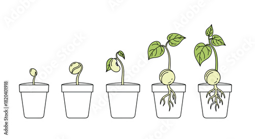 Sequential stages of a plant growing from a seed, showing germination, sprout, and early seedling development in five potted steps.