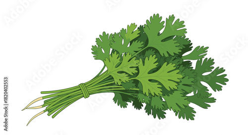 A fresh bundle of vibrant green cilantro, also known as coriander leaves, with its distinct foliage and stems, isolated on a white background.
