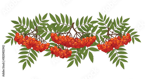 A vibrant illustration of rowan berries and green leaves arranged in a decorative autumnal garland, perfect for seasonal designs.