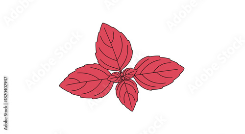 A vibrant cluster of fresh red basil leaves, also known as purple basil, showcasing its distinctive color and culinary appeal on a white background.