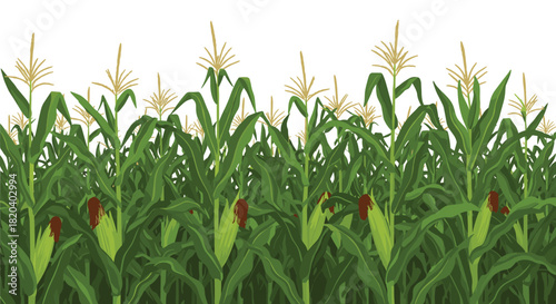 A vibrant green cornfield showcases healthy, mature plants with visible cobs and tassels, representing agricultural abundance and summer harvest.