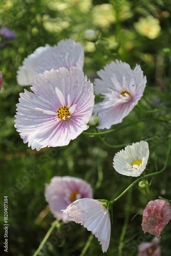 Cosmos Cupcake Blush Flowers Closeup 