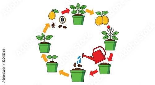 Growing lemons from seed to fruit in a garden pot life cycle steps