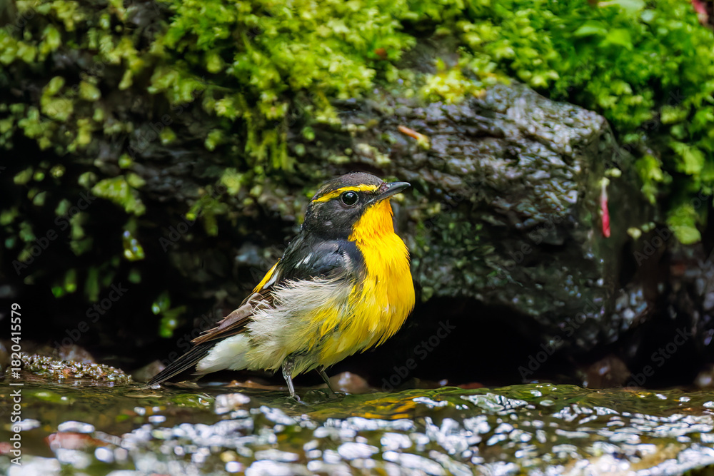 Obraz premium キビタキ, Narcissus Flycatcher, Ficedula narcissina, ヒタキ科 山梨県富士吉田市大洞の水場-2025 山中湖の別荘地内にある水場。 崖から美しい清水が湧くポイントで、古くから登山者が水を飲んだり、野鳥が水浴びをしたりする。 
