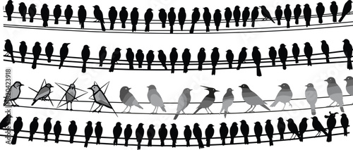Crowd of perched bird silhouettes sitting on multiple power lines, seamless horizontal pattern design for nature, wildlife, background, and decorative use