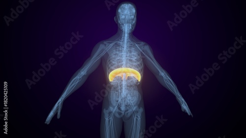 Male diaphragm anatomy. 3d render