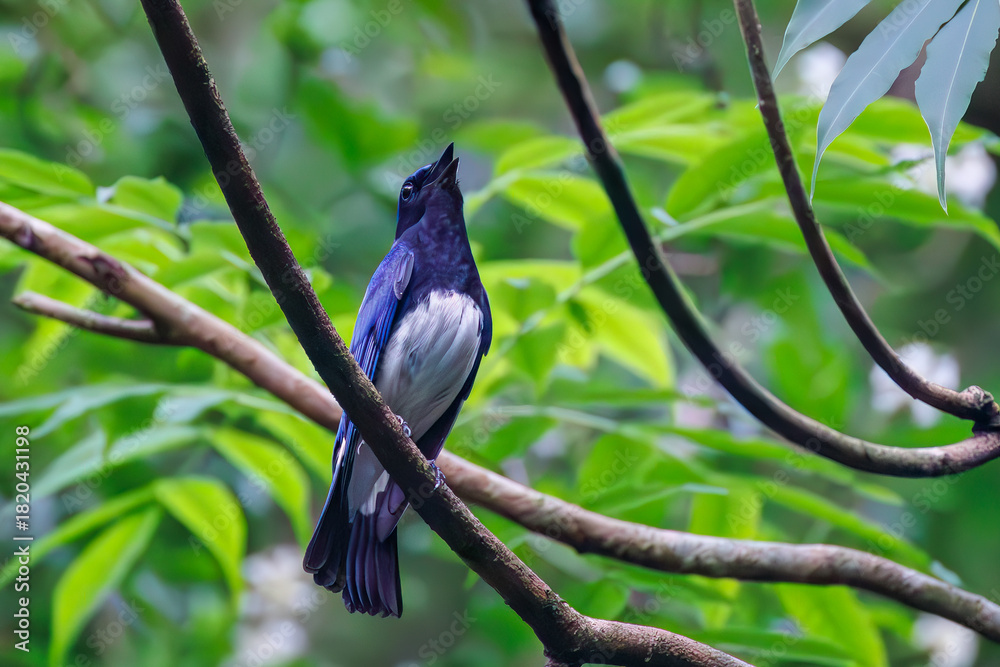 Fototapeta premium オオルリ, Blue-and-white Flycatcher, Cyanoptila cyanomelana, ヒタキ科, 森戸川林道逗子市神奈川県-2025