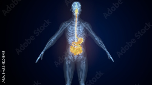 Foto Male digestive system. 3d illustrations