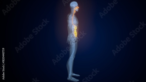 Billede på lærred Male digestive system. 3d illustrations