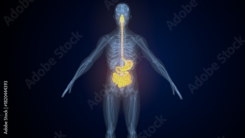 фотографія Male digestive system. 3d illustrations