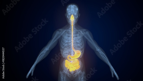 фотографія Male digestive system. 3d illustrations